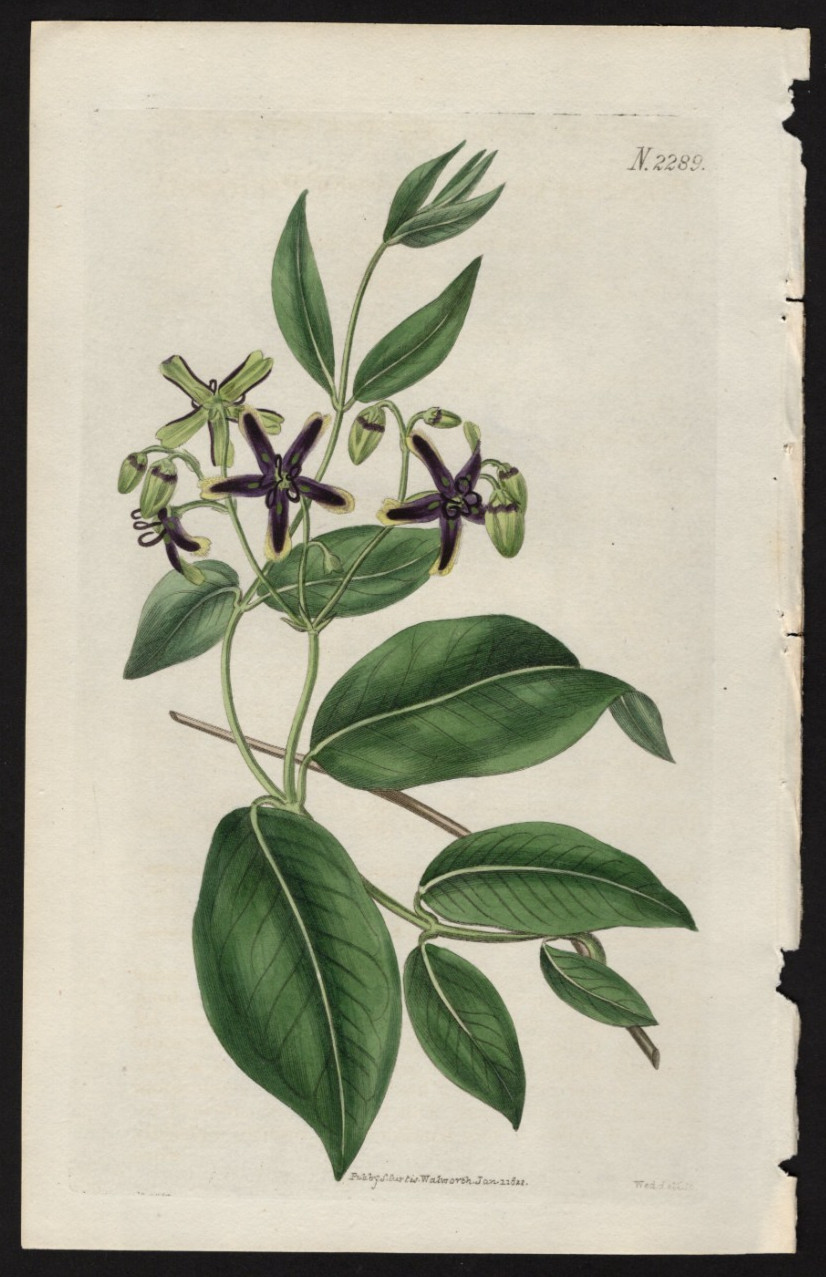1822 Curtis Botanical Magazine Antique Print Common Periploca #2289