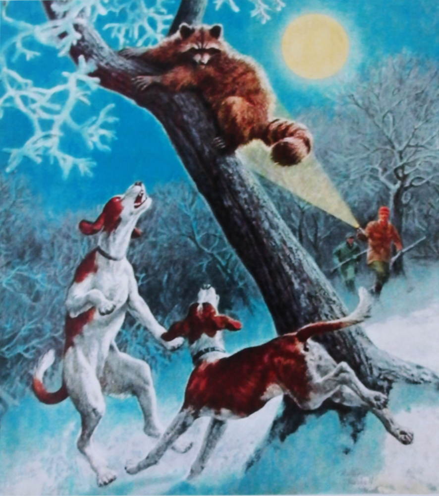Racoon treed by Hound Dog Moon Light by Walter Haskell
