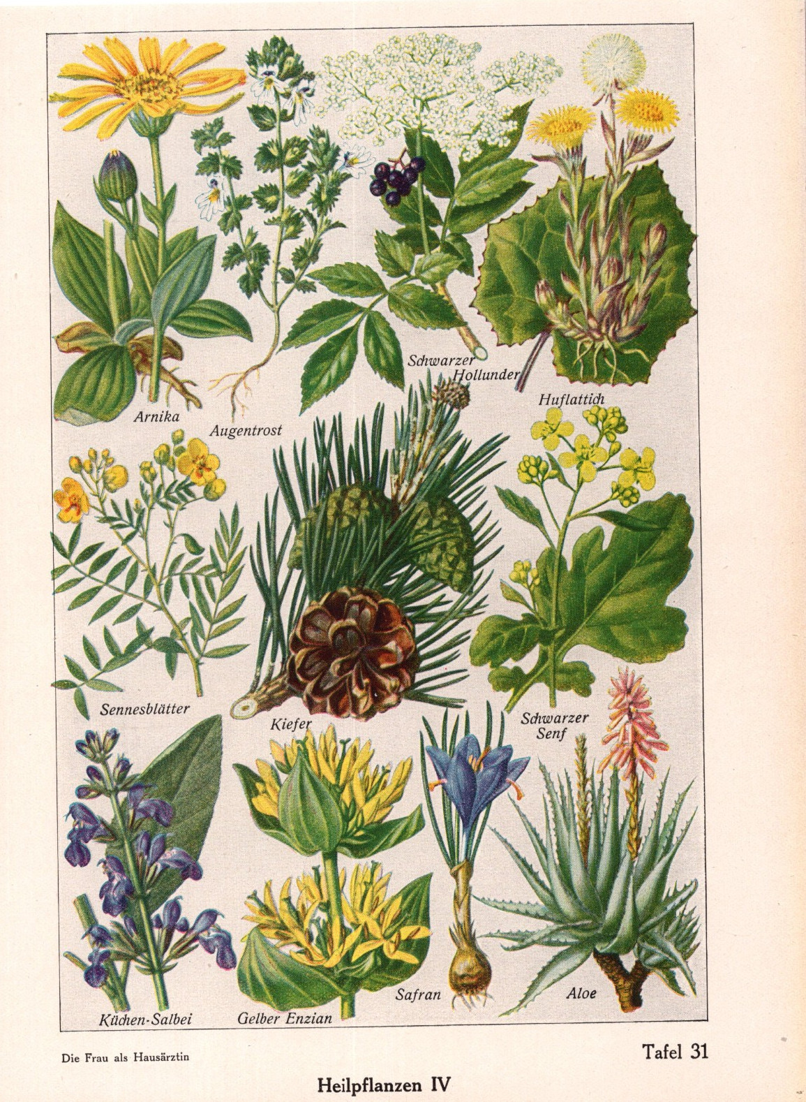 1926 – Medical Plants Vintage Print – Aloe, Black Mustard, Senna Leaves