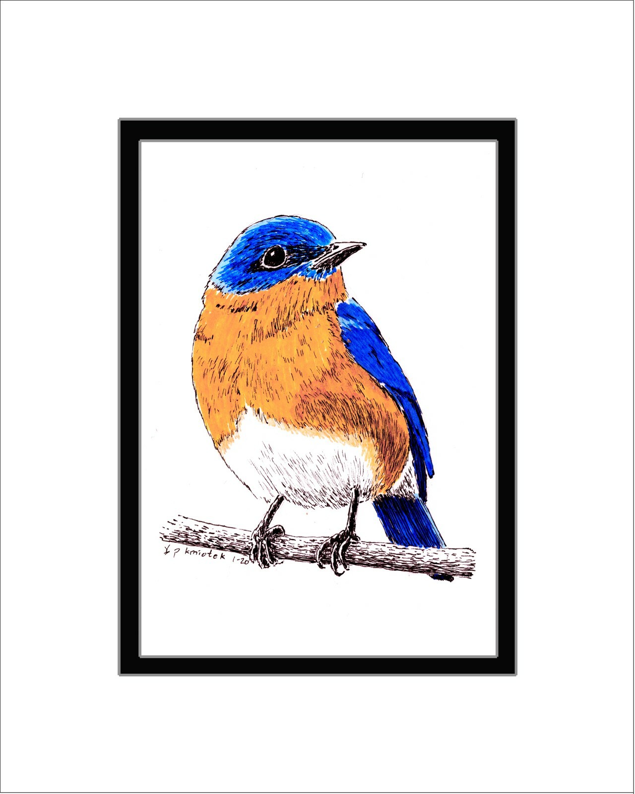 Bluebird, Note Card, Pen and Ink, Matted