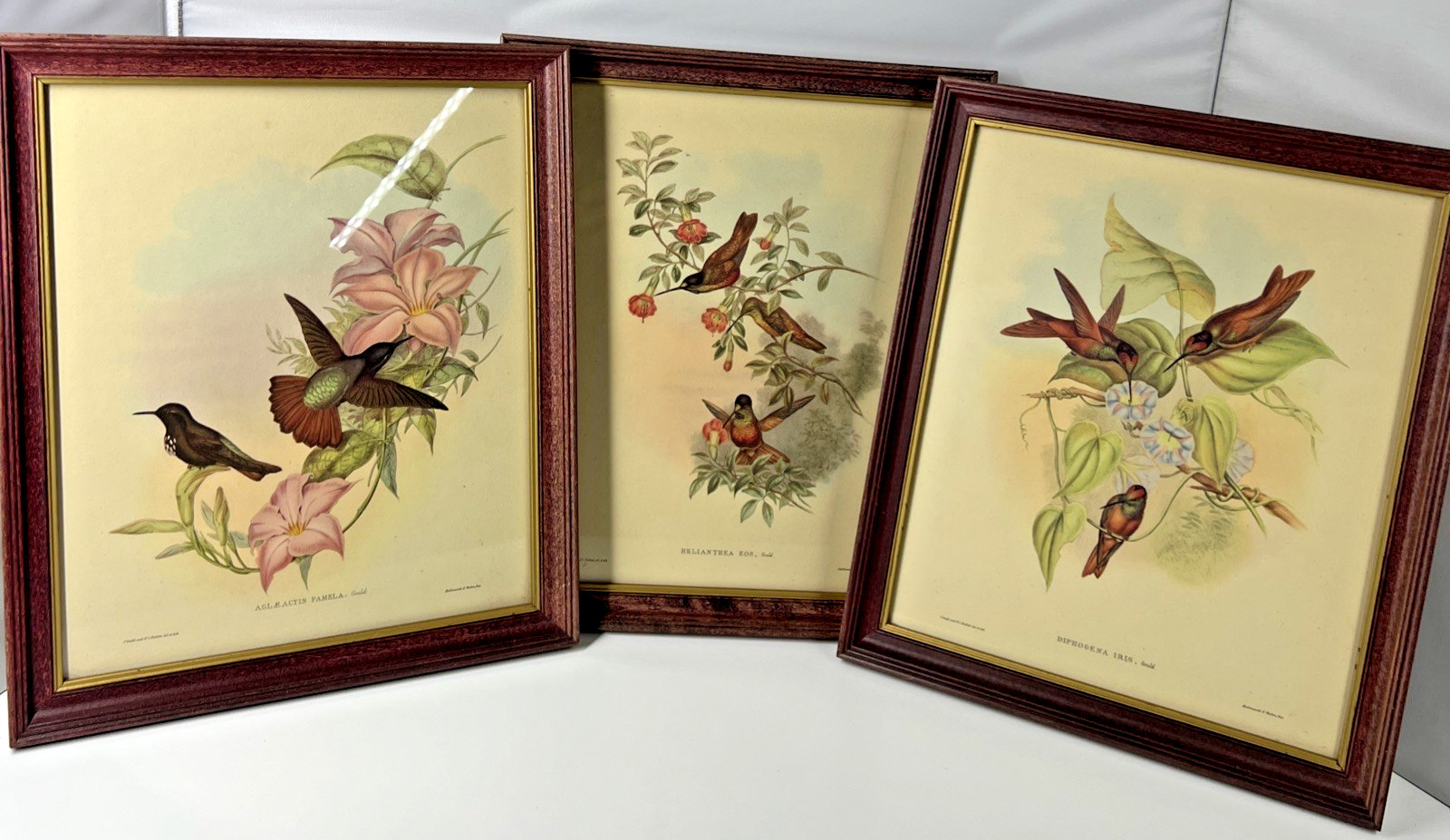 Set of 3 Hummingbird Framed Prints Aglaeactis Pamela Lithograph Vintage 14″x11″