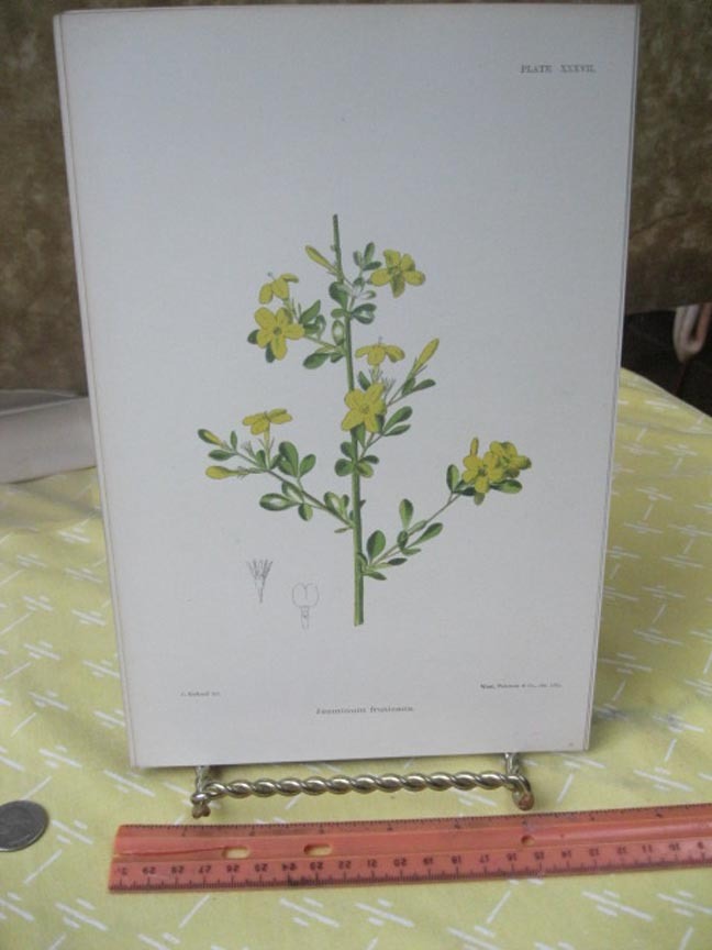 Vintage Print,JASMINUM,Flowering Plants+Ferns Riviera,Bicknell,1885