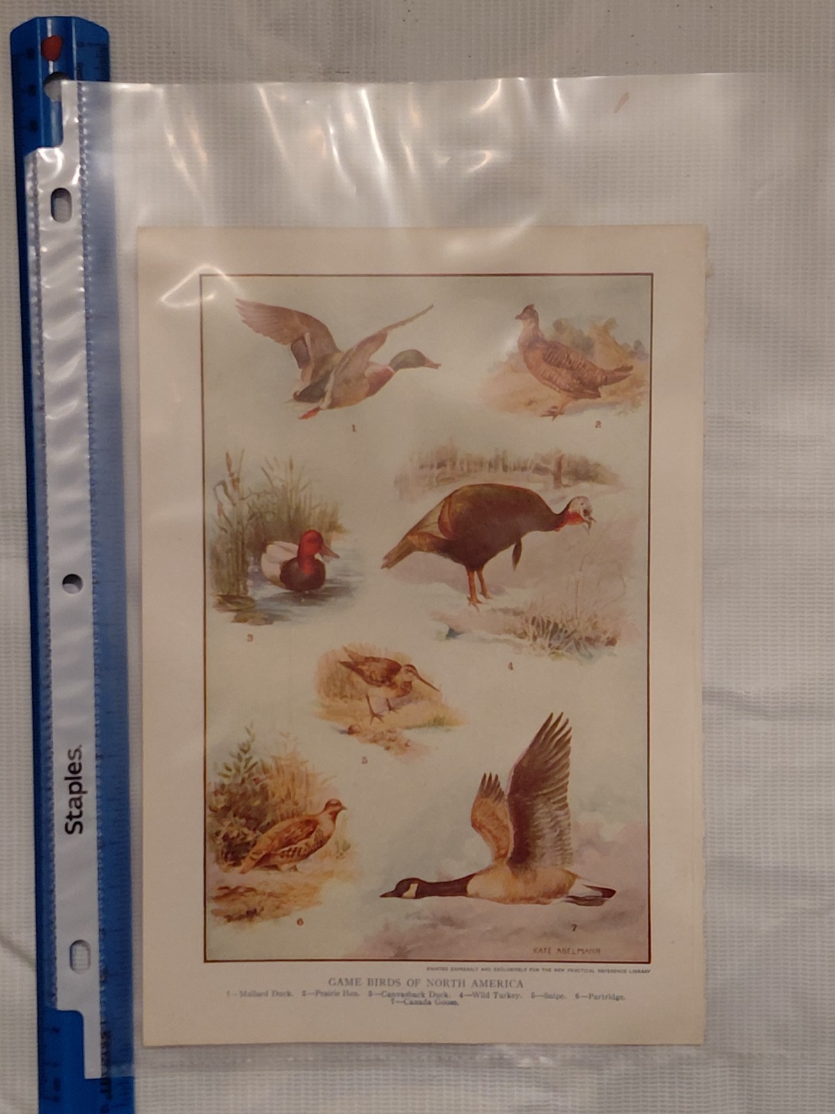 Antique Chromolithograph Game Birds North America Kate Abelmann Book Plate Print