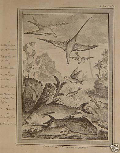 Albatross Dorade Dolphin Flying Fish Fish Poisson Flying Fish Bird of Prey