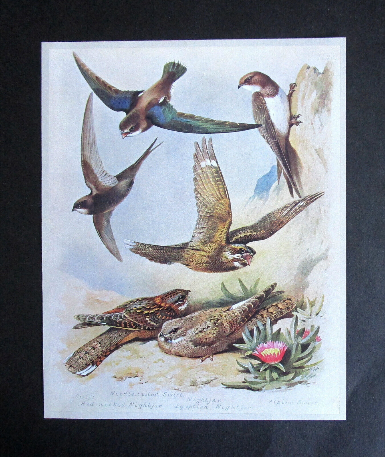 ARCHIBALD THORBURN 7.8″x 8.0″ BEAUTIFUL VINTAGE WILD-BIRD ART PRINT NIGHTJARS