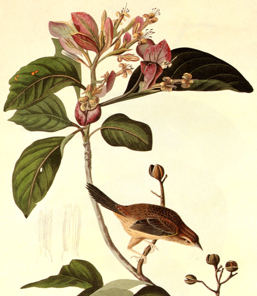 1997 Vintage Print Bachmans Sparrow Finch Bird Flower Illustration Image Audubon