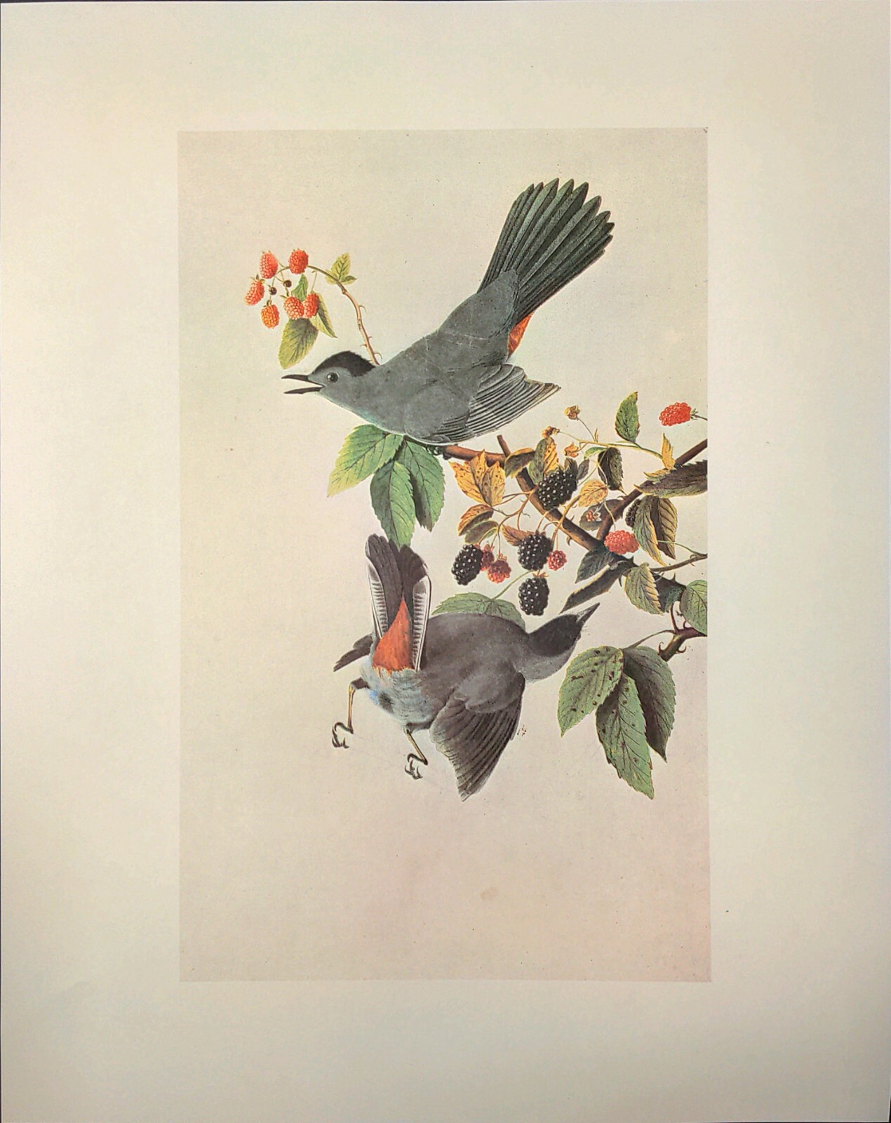 John James Audubon Birds CAT BIRD Vintage Art Print Book Plate 285
