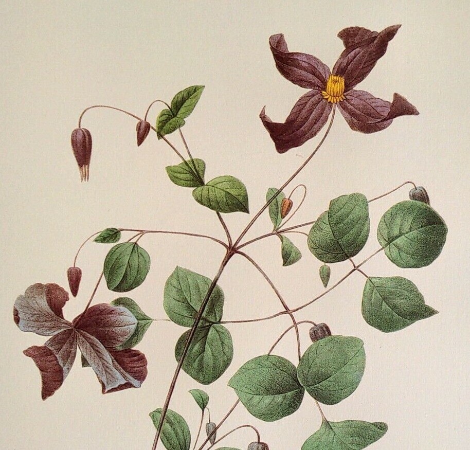 P. J. Redoute Flowers Clematis Viticella Botanical Art Print Book Plate 23