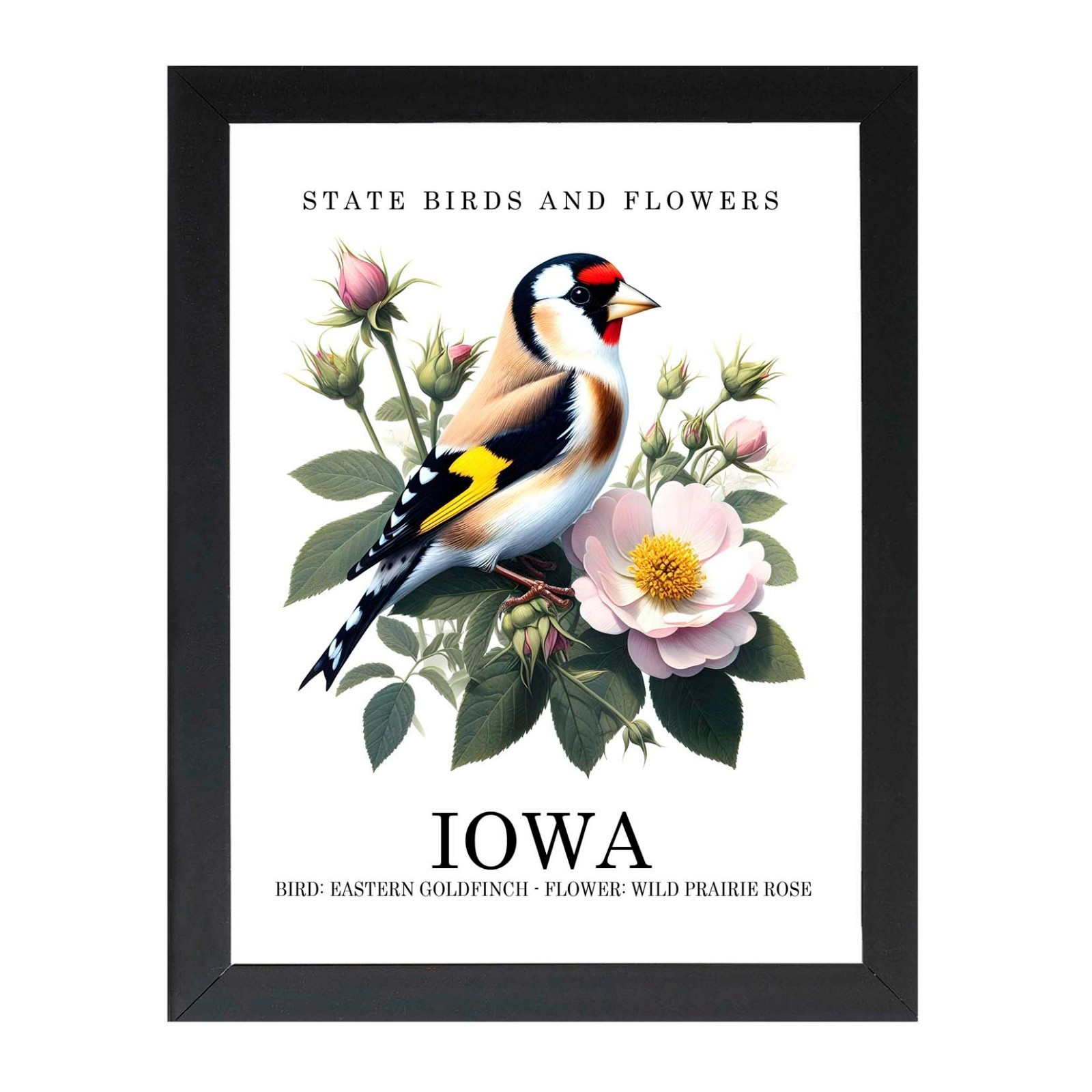 Framed Iowa State Bird & Flower Poster, State Symbols, Wall Art, Home Deco