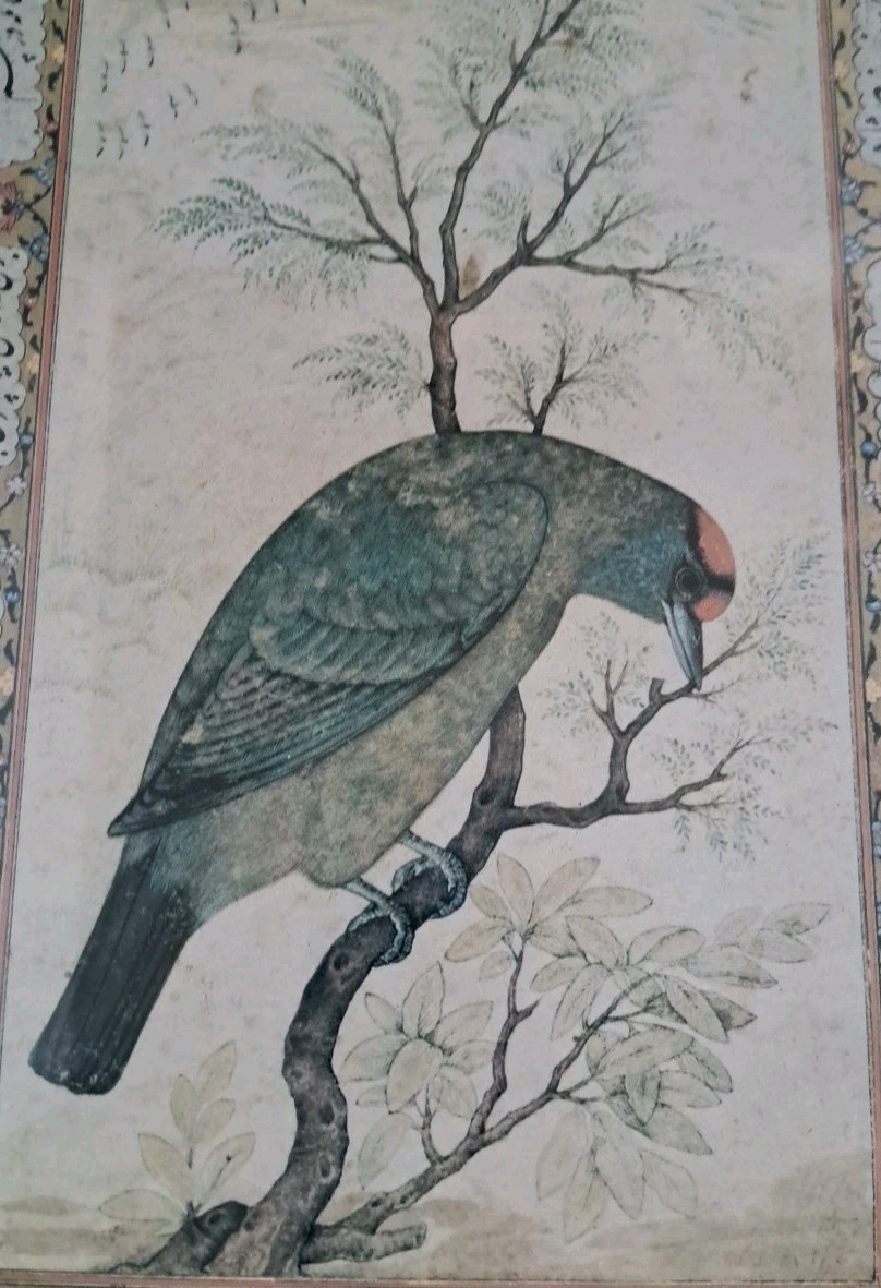 A Barbet Himalayan blue throated bird by Uskad Mansur 33 x 23 cm