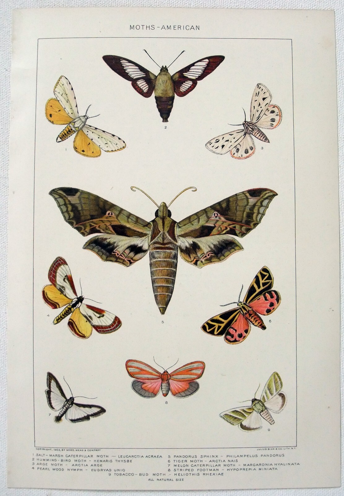 Moths – Original 1902 Dated Stone Chromolithograph by Julius Bien