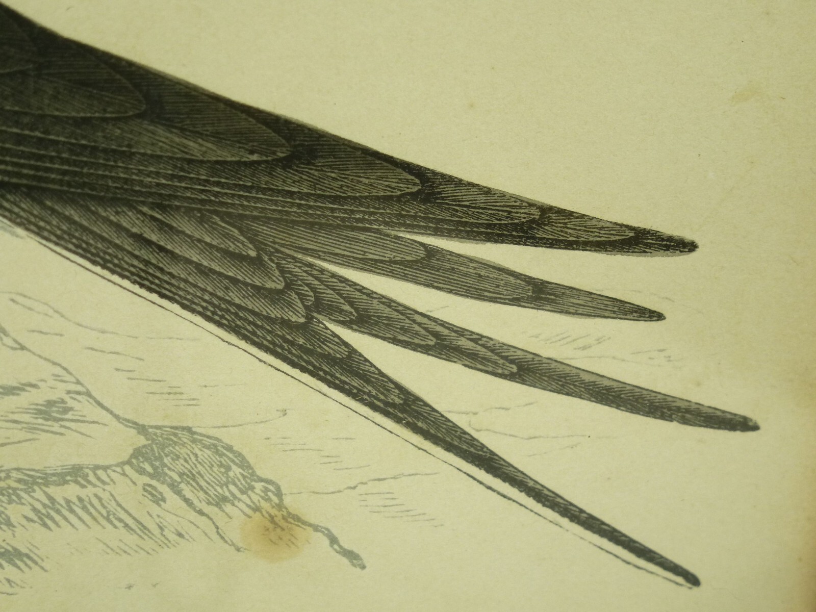 (B1702) Colorierter Stich “Sooty Tern ~ Rußseeschwalbe ” Künstler: unbekannt