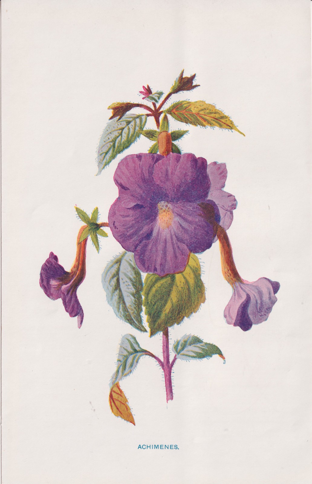 1897 Antique Botanical Lithograph ACHIMENES Flower Botany by Hulme
