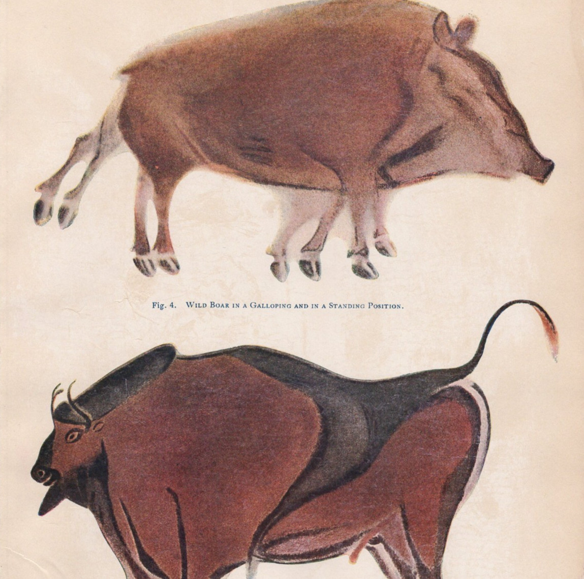 Altamira Cave Paintings Bison Wild Boar Prehistoric Art 1910 Antique Print