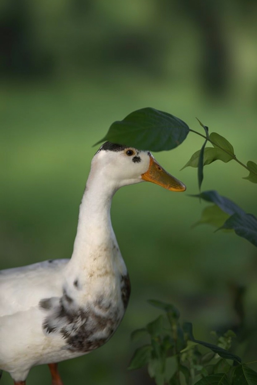 Duck Photography Digital Download | Nature Bird Wall Art Printable