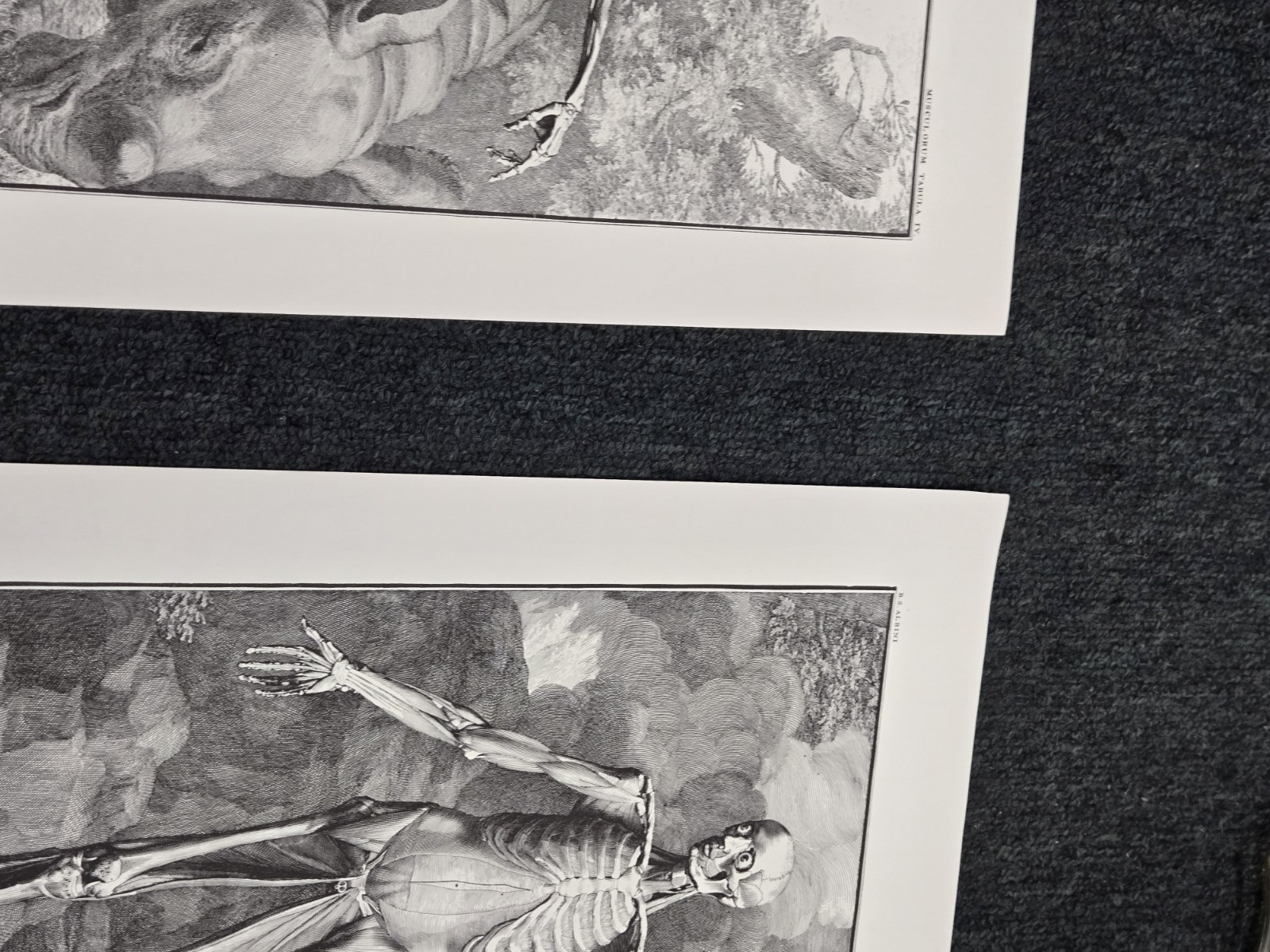Tabulae Sceleti Et Musculorum Corporis Humani – Norflex Riker lab 1964 prints
