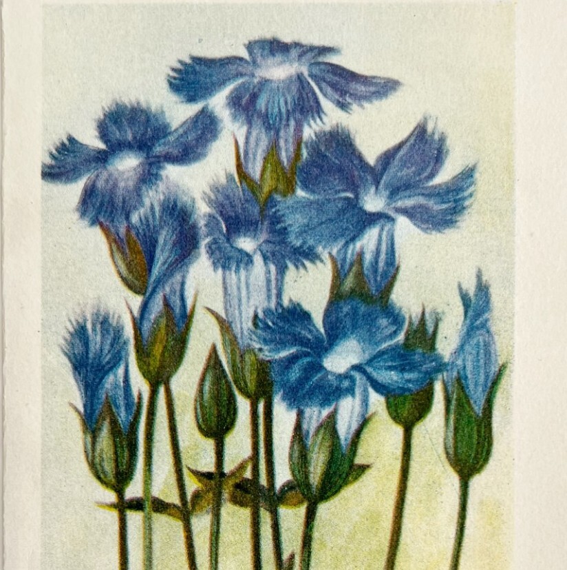 1905 Fringed Gentian Flower Print Watercolor Lithograph Antique Art 6.75 x 3.75″