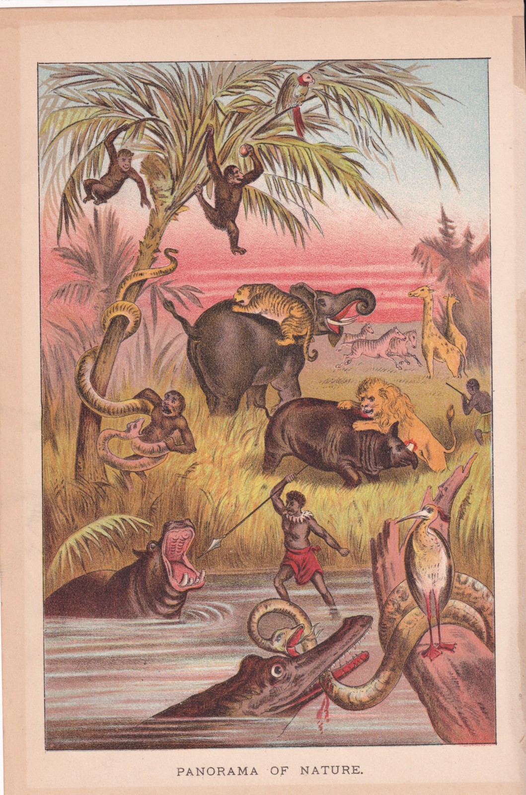1887 Antique LIONS TIGERS HIPPO ELEPHANT Nature Panorama Chromolithograph