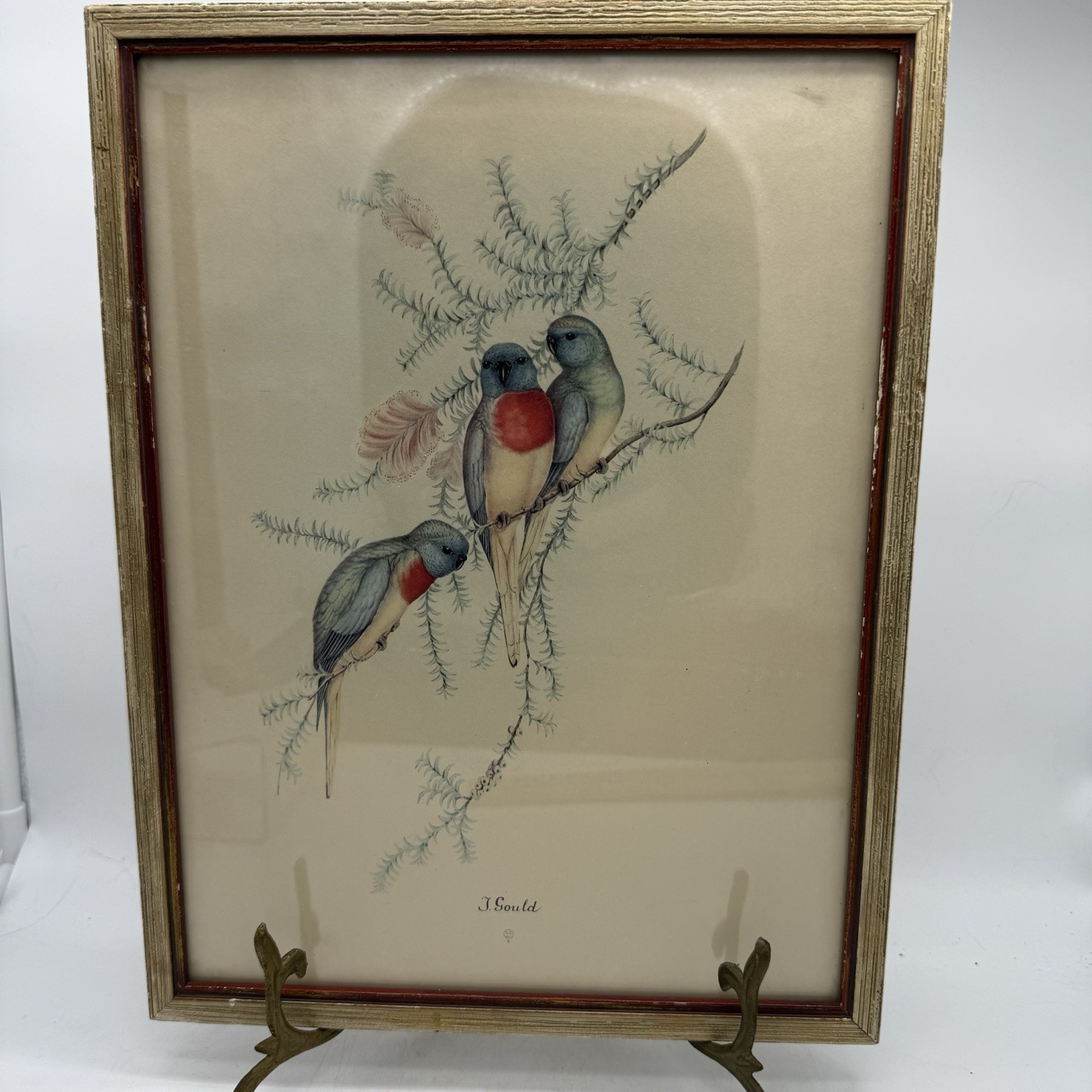 Vintage Original Colored Litho Monograph John Gould Love Birds Lorry Parakeet