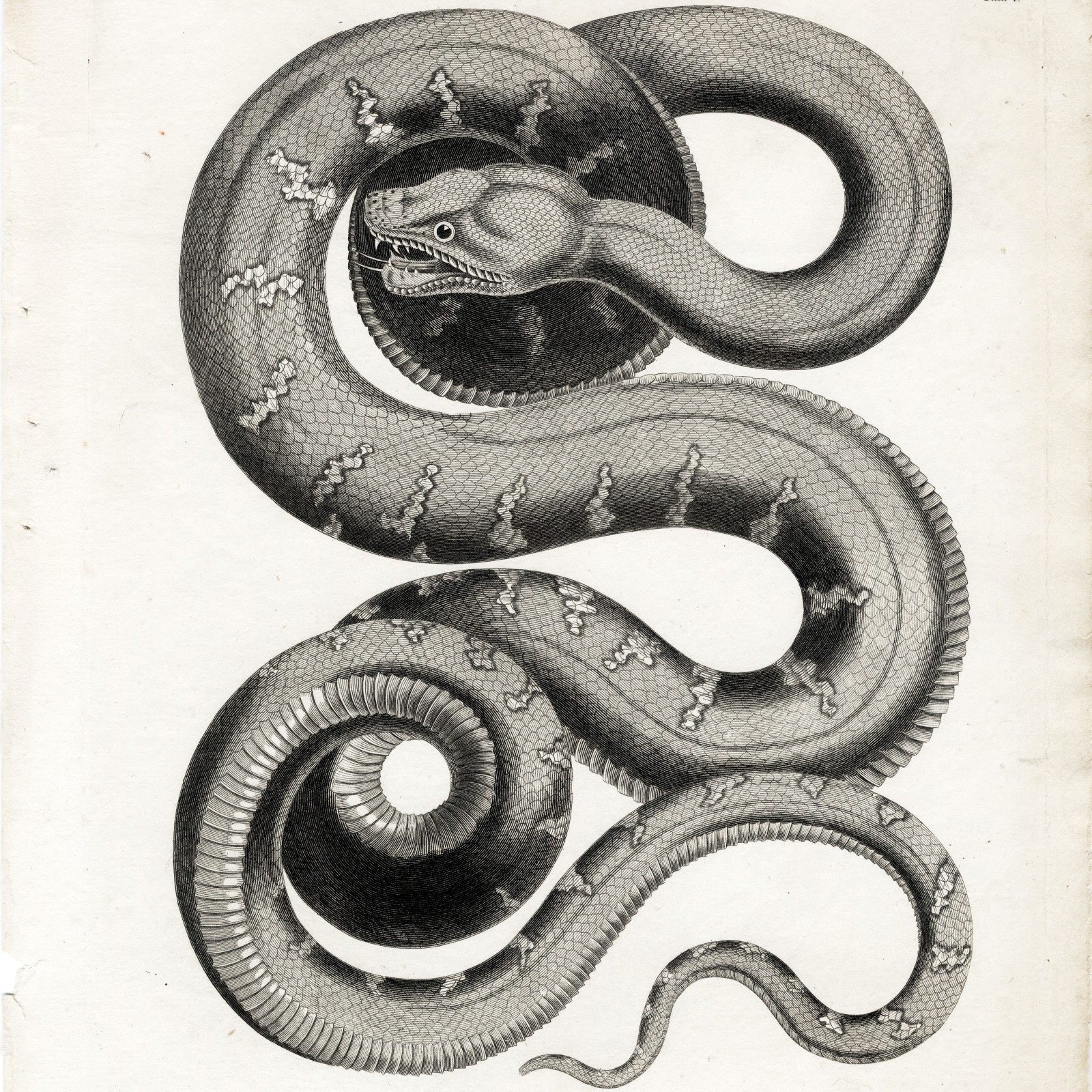 1801 Superb Albertus Seba Snake Engraving, Plate 1, The Green BOA Constrictor