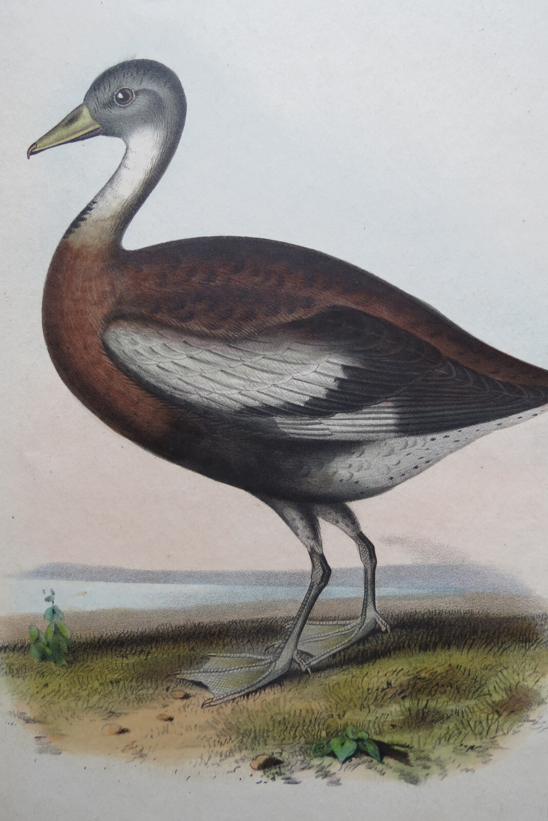 BLACK BELLIED DUCK 1859 US MEXICO BOUNDRY SURVEY PRINT Spence Fullerton Baird