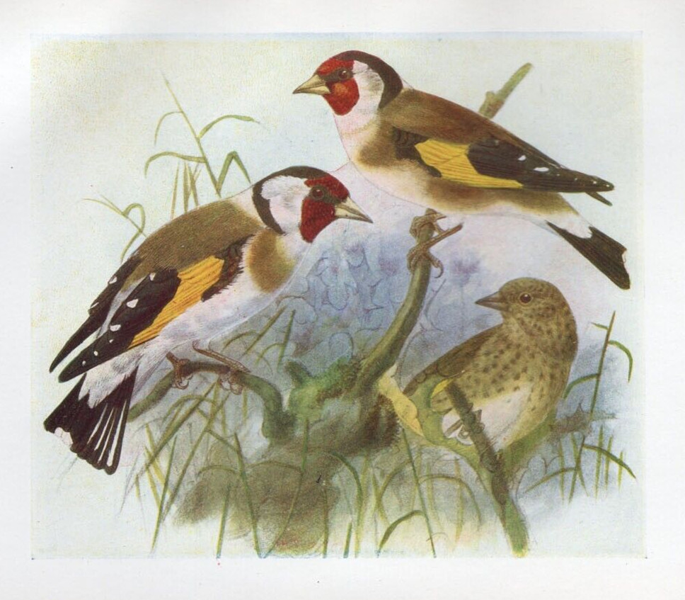 1917 H.E. Dresser Birds of Britain Original Antique Bird Print Goldfinch