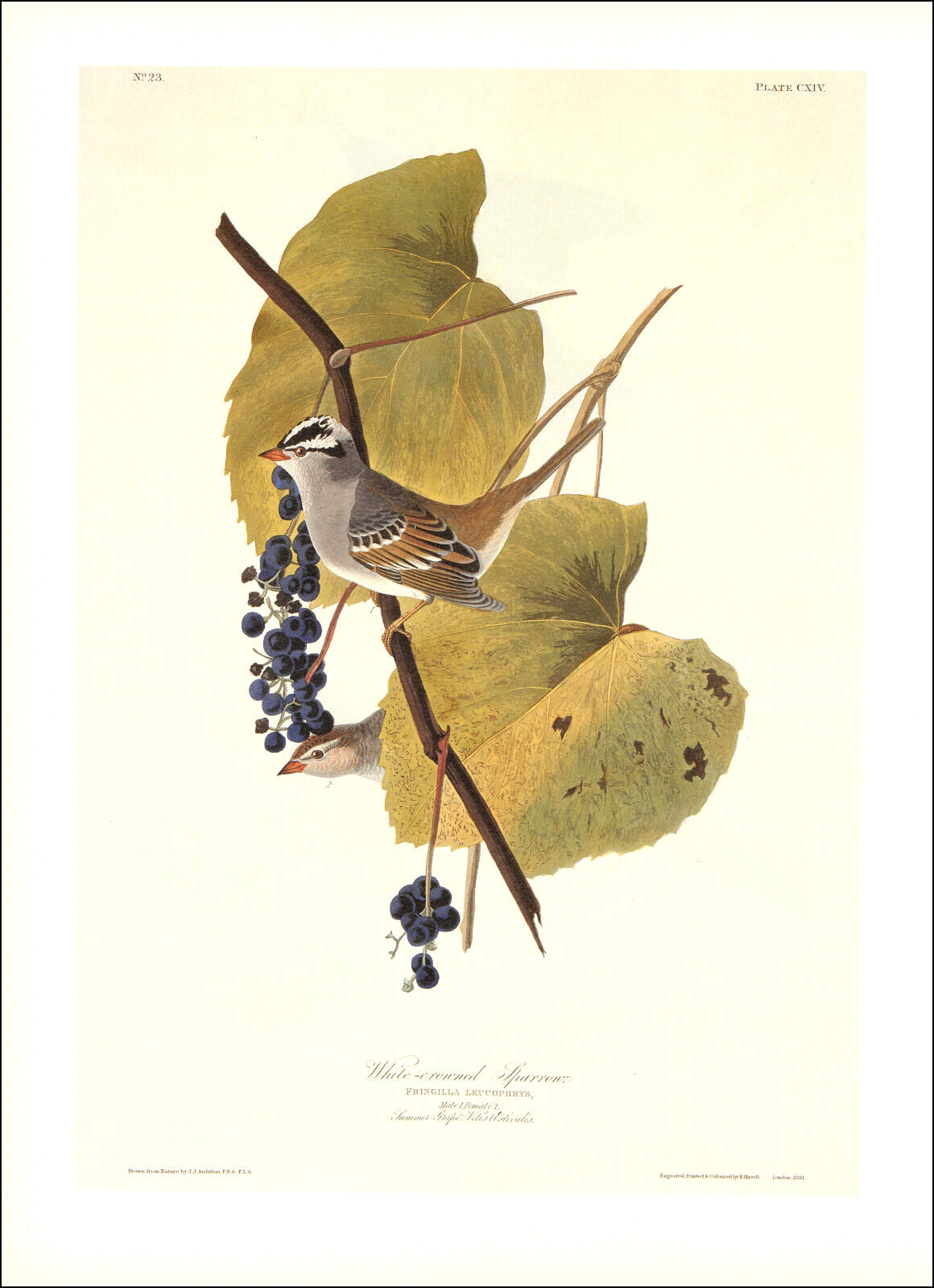 1997 Vintage Print White Crowned Sparrow Bird Grape Illustration Image Audubon