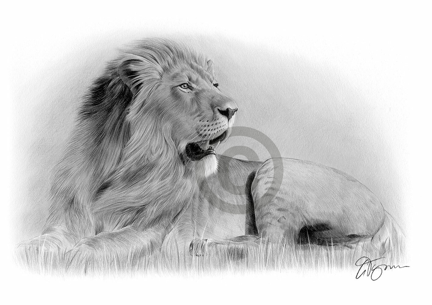 African Lion pencil drawing giclee print – signed by artist, 2 sizes, big cat