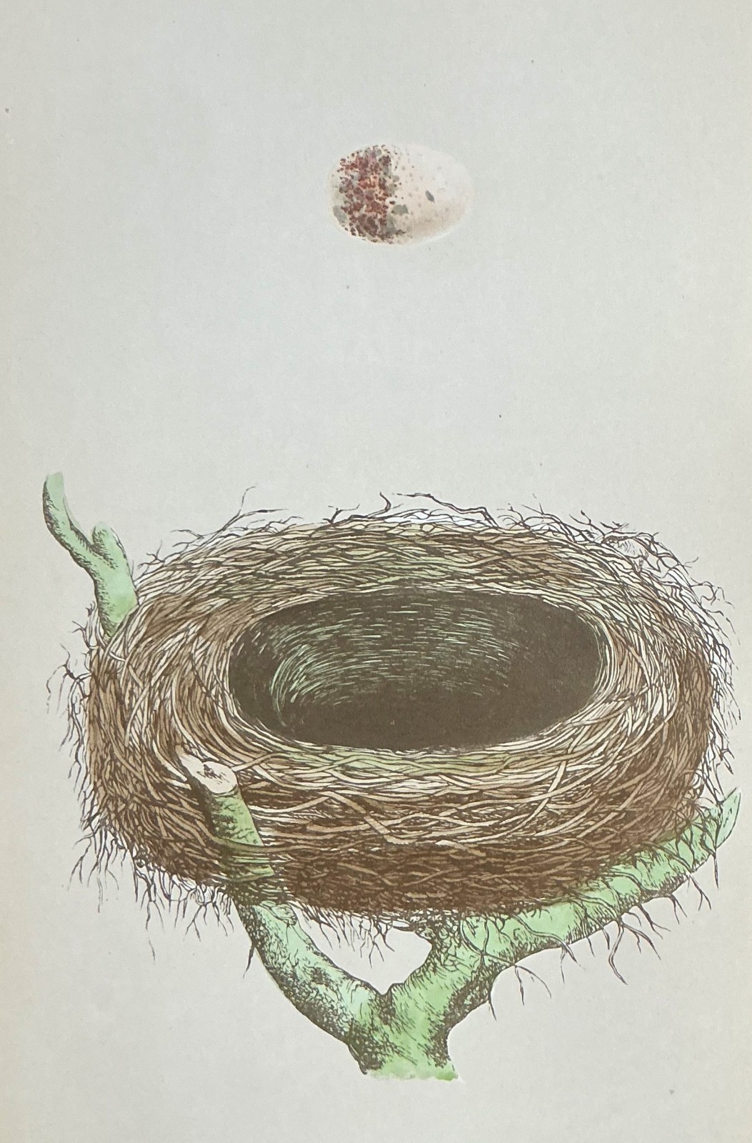 1867 Red-Backed Shrike Nest and Egg – Morris Antique Print Vintage Victorian