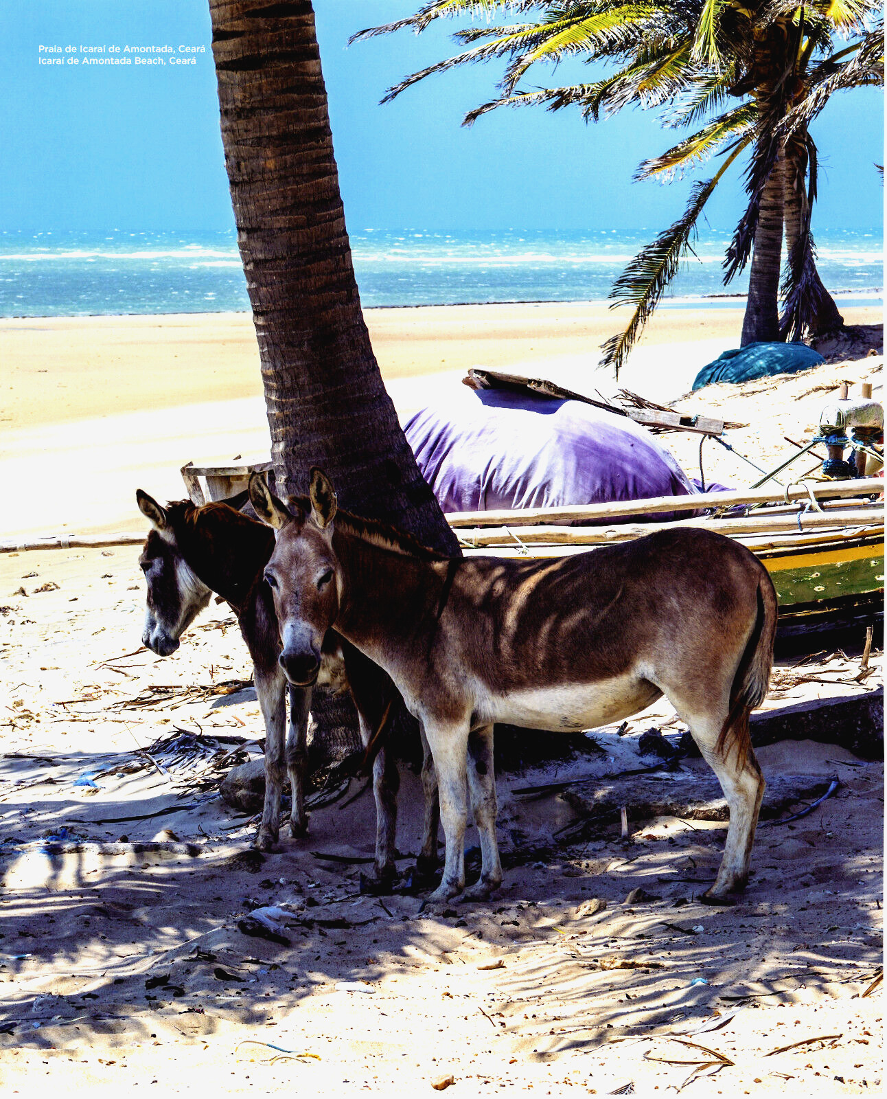 2019 Print Brazil Amontada Beach Ceara Donkey Beach Ocean