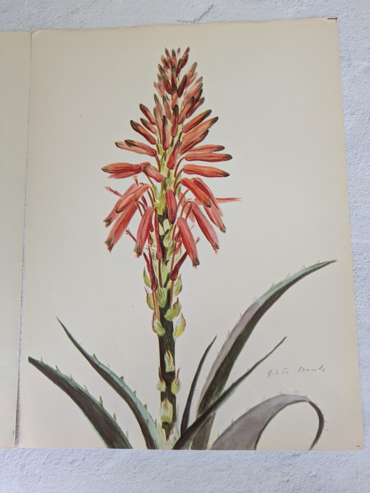 1948 Aloe Spinosossima Arlette Davids Rock Plants Botanical Print 29