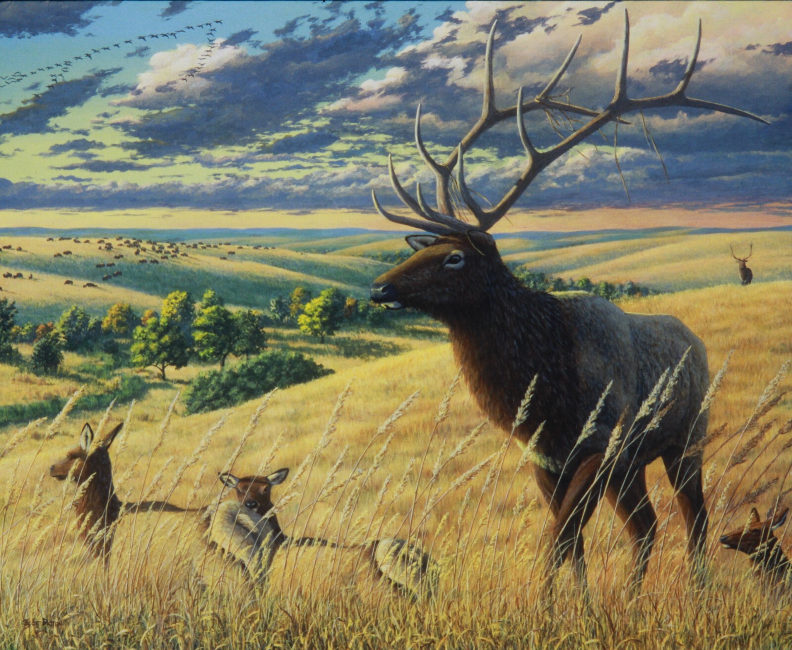 Scott Patton Art: “Change in the Air” 12 Western Wildlife Postcards, Elk, Bison