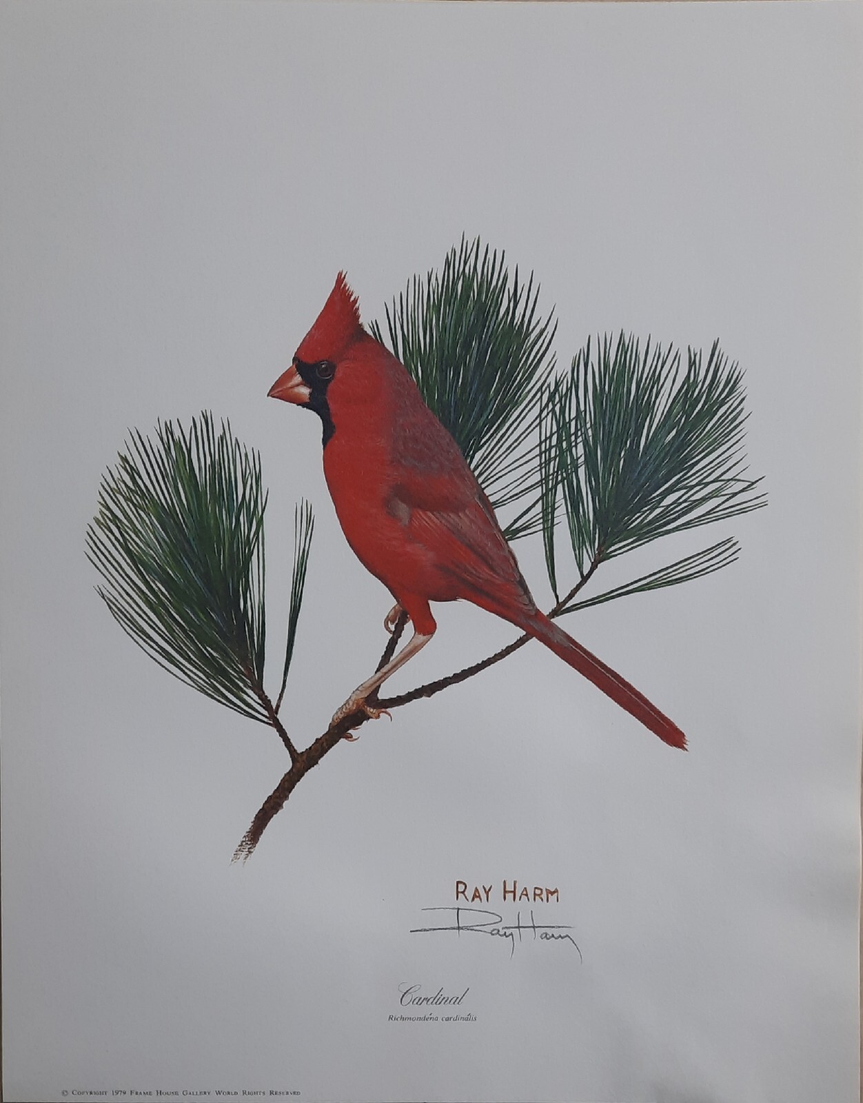 RAY HARM CARDINAL ON PINE-BEAUTIFULLY LIFELIKE- VERY HARD 2 FIND-SPECIAL EDITION