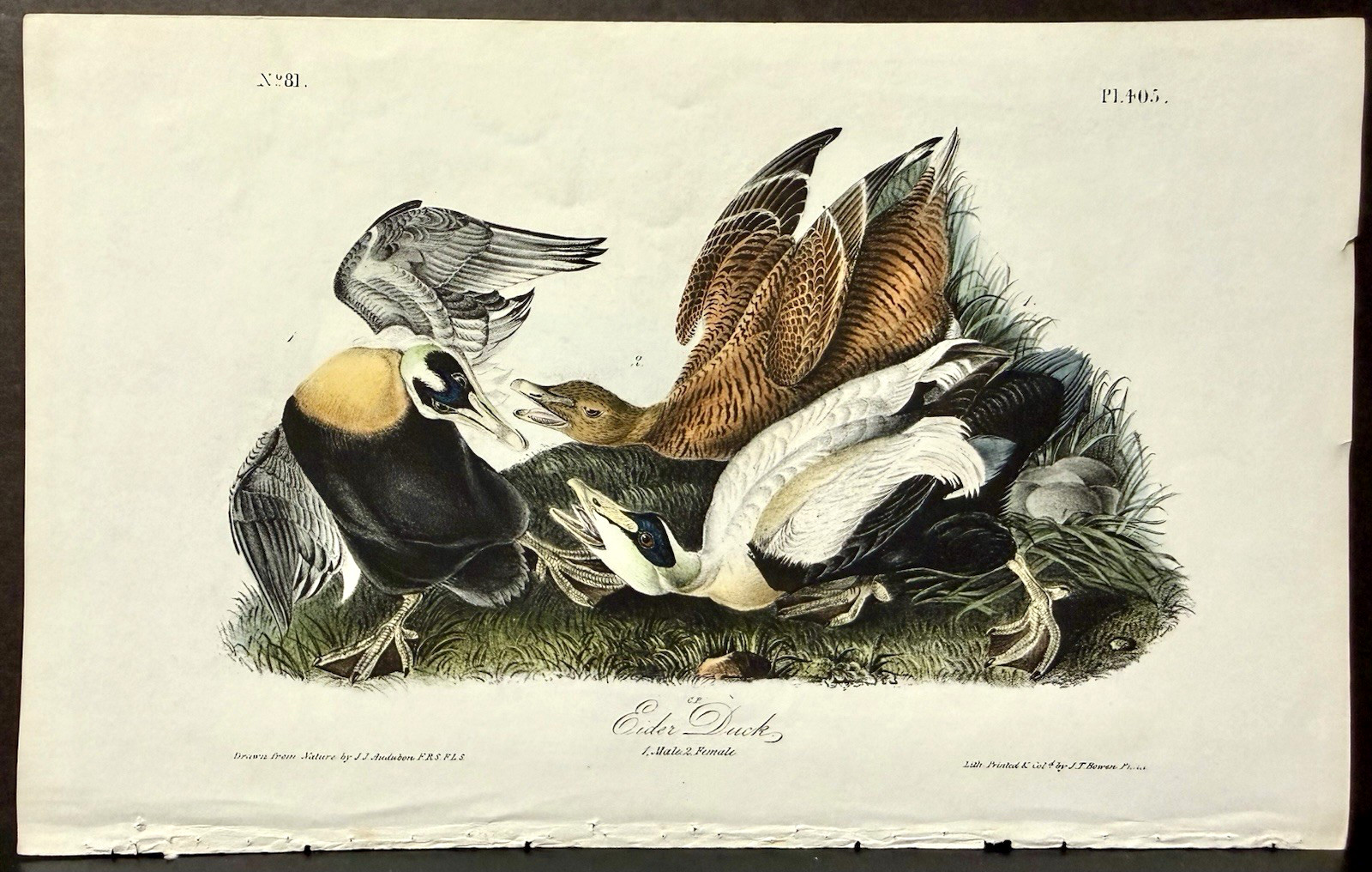Audubon Octavo 1st Edition Bird Art – EIDER DUCK (pair), c1840’s