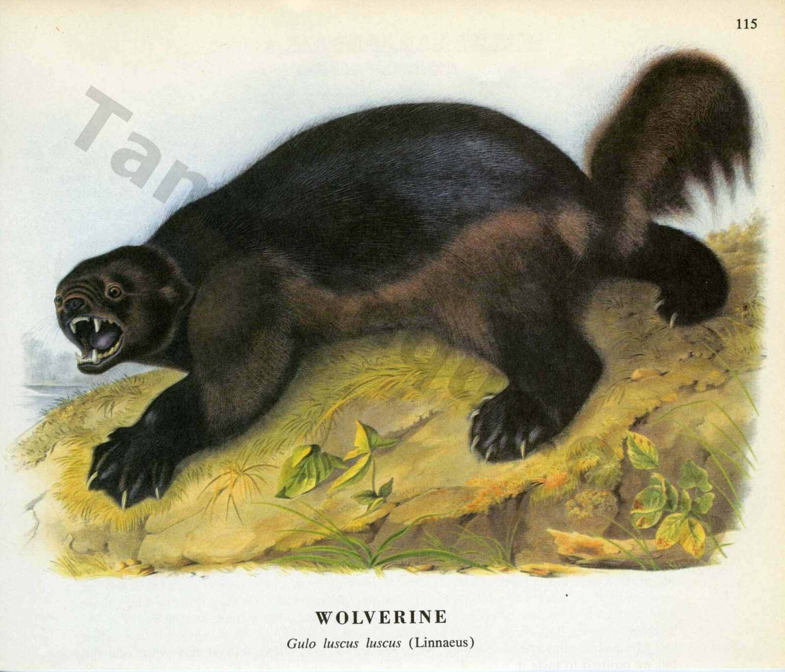 1968 John James & John Woodhouse Audubon WOLVERINE Linnaeus Book Page Art (1465)