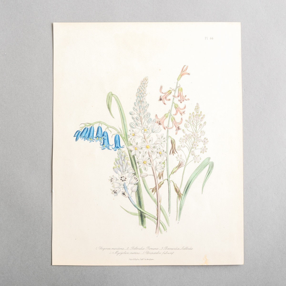 Jane W. Loudon Ladies Flower Garden 1841 Botanical Print Plate #44 10.5″ x 8.25″