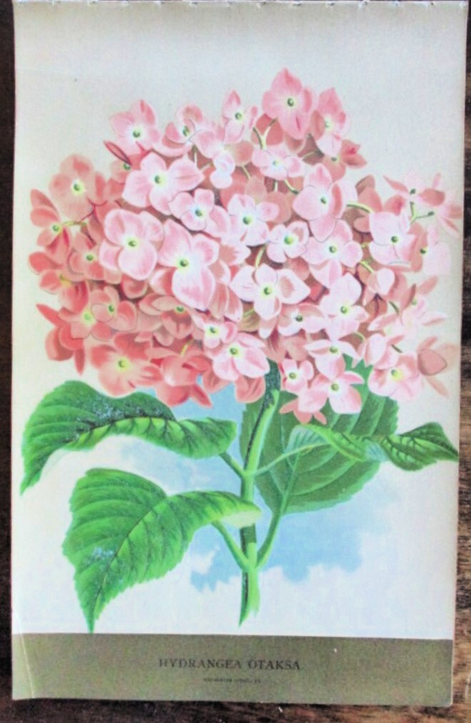 Vtg, Print, HYDRANGEA OTAKSA SHRUB, TALL SHRUB, BOTANICAL, 1900