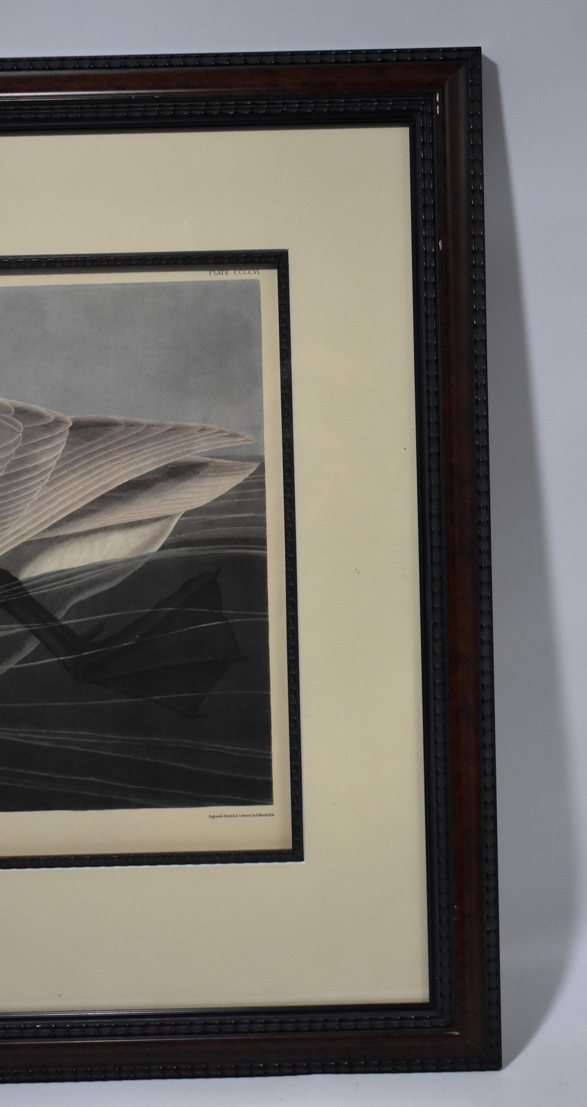 Antique Framed John James Audubon Engraving Plate CCCCVI, ‘Trumpeter Swan’, 1838