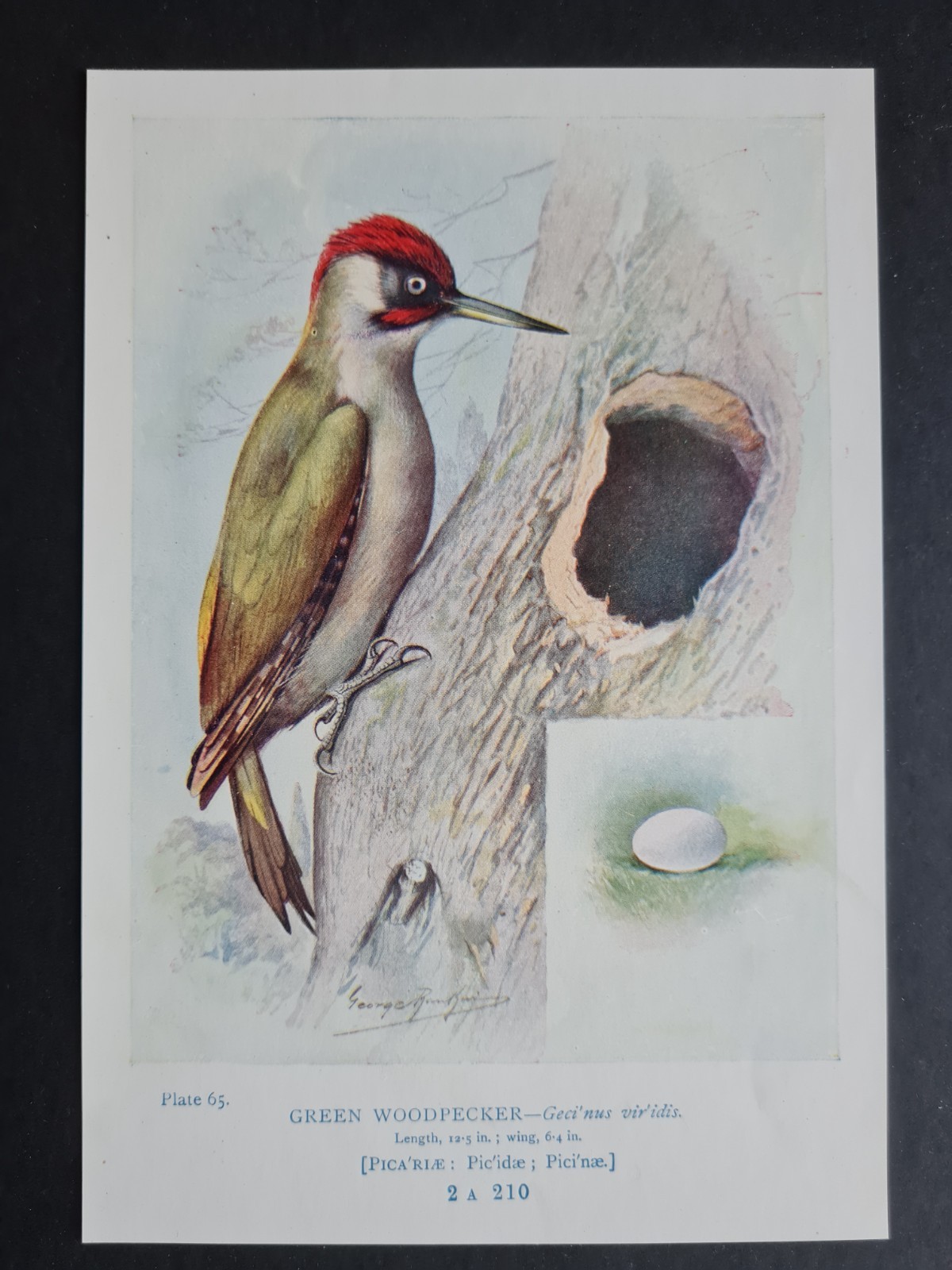 Antique 1910 print – Green Woodpecker – Birds – Ornithology – George Rankin
