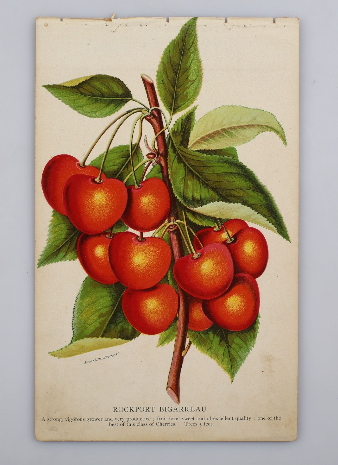 Antique 1890s Botanical Plant Lithograph Rochester NY Rockport Bigarreau Cherry
