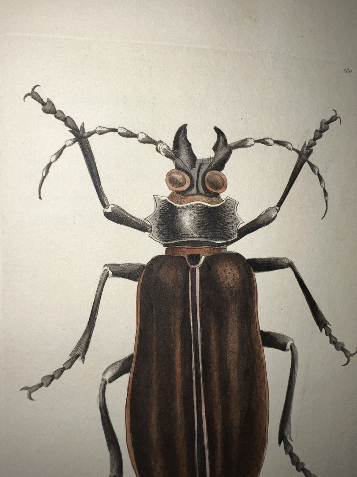 1783 RARE SHAW & NODDER Hand Colored Copper Engraving Great Beetle Insect