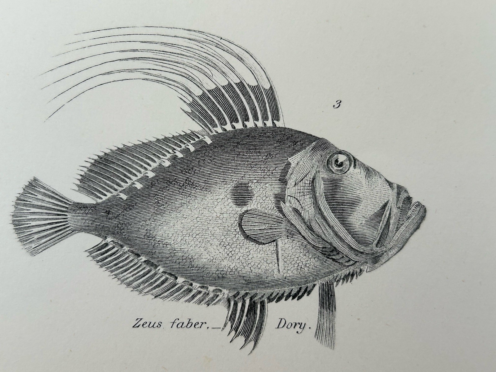 Antique Print Fish c1870s Mackerel Dory Remora Blackfoot Victorian Engraving