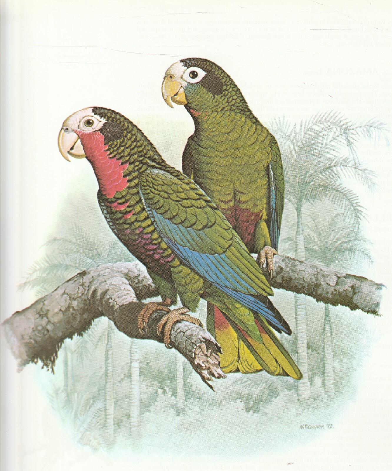 COLOUR PARROT PRINT by WILLIAM T COOPER ,CUBAN & HISPANIOLAN AMAZON