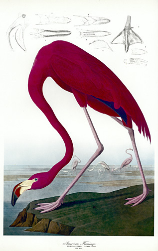 Audubon Flamingo 30×44 Hand Numbered Edition Fine Art Print
