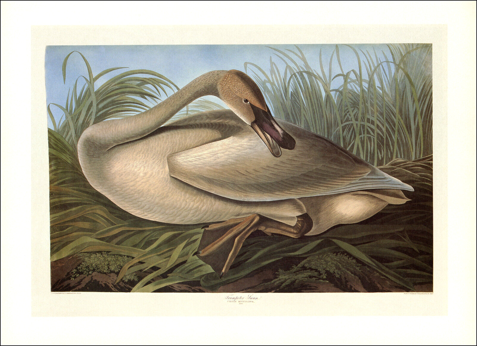 1997 Vintage Print Trumpeter Swan Rare Large Bird Art Illustration Image Audubon