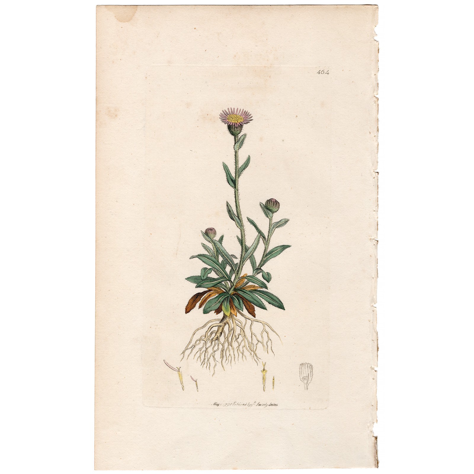 Antique 1798 Sowerby English Botany hand-colored engraving 464 Flea-bone