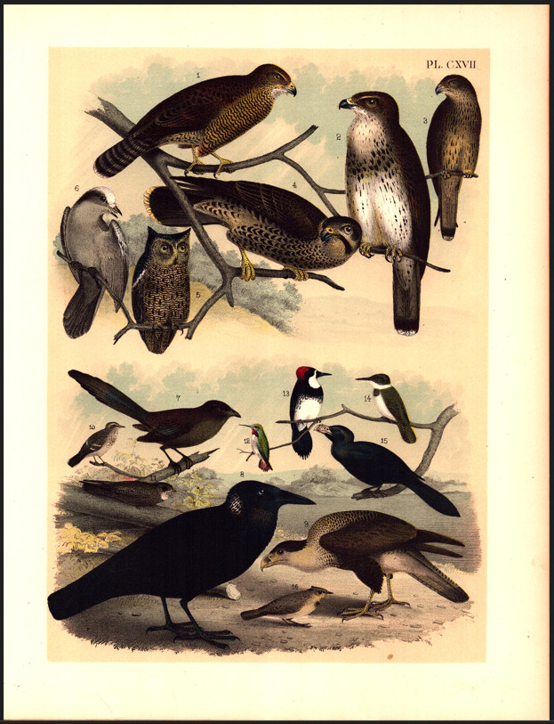 HUMMINGBIRD, RAVEN, FALCON Jasper Original Antique Bird Color Lithograph 1895