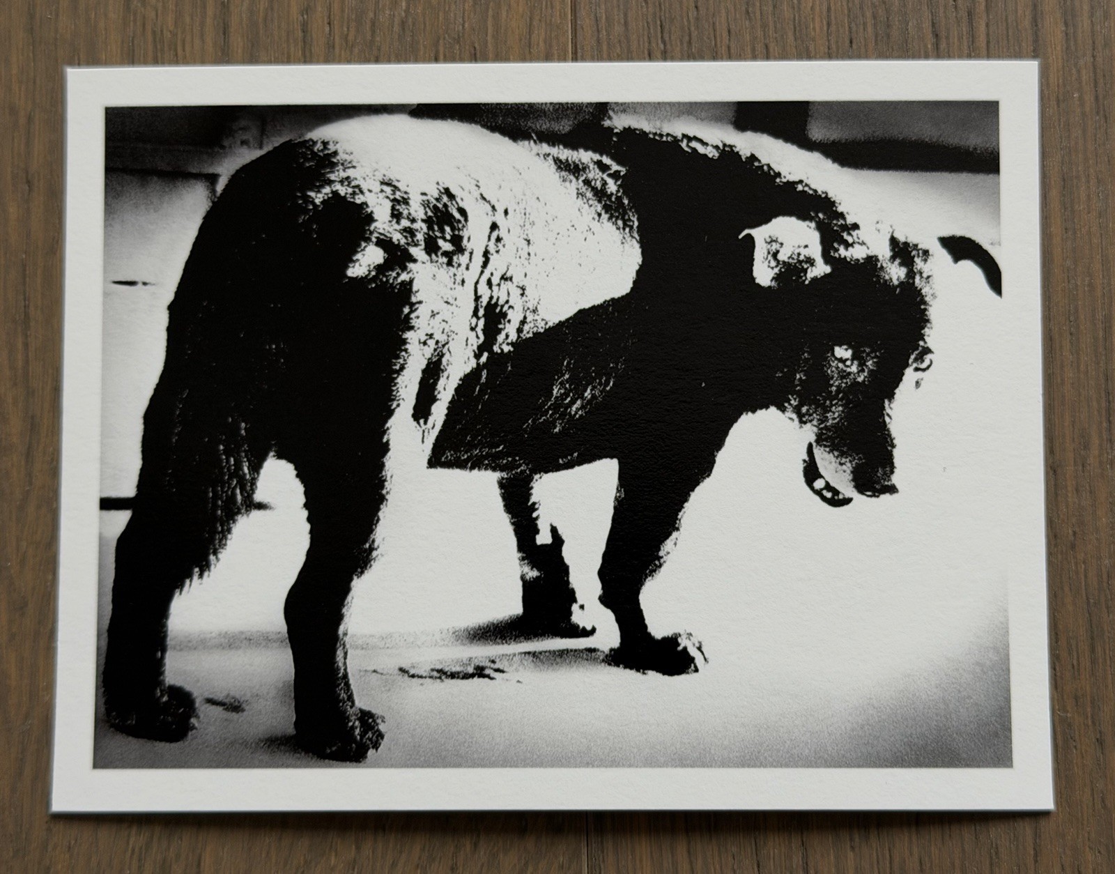 🎈Daido Moriyama – Stray Dog, Misawa 1971, Original Gelatin Silver Print, Lim Ed