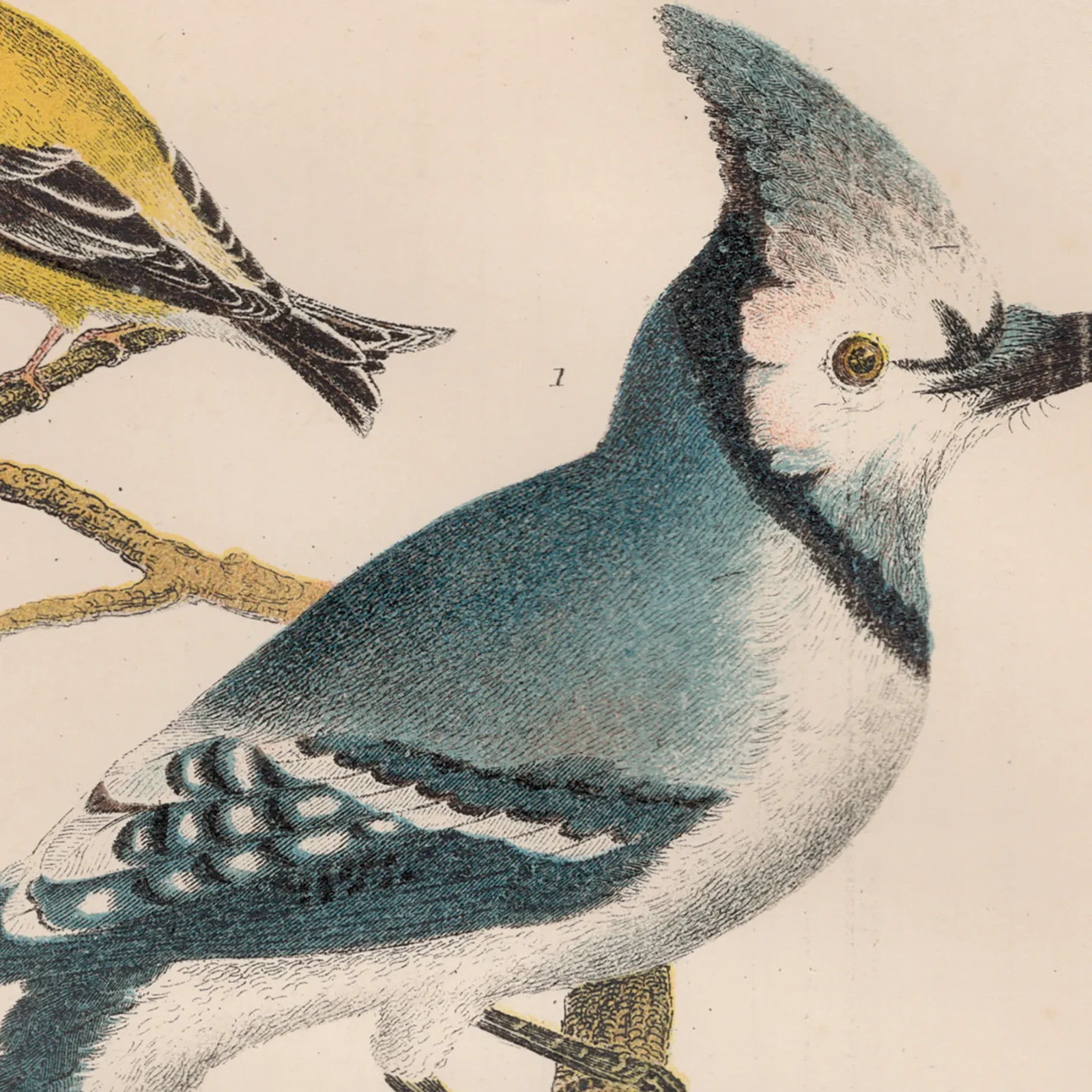 Wilson antique bird print 1876 hand-colored engraving 1 Blue Jay, Goldfinch