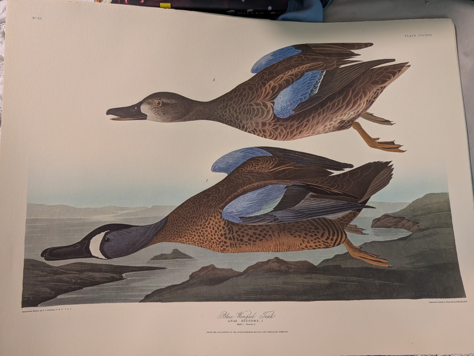 Set Of 10 Vintage Prints BLUE WINGED TEAL by John J. Audubon in 14″ x 18″